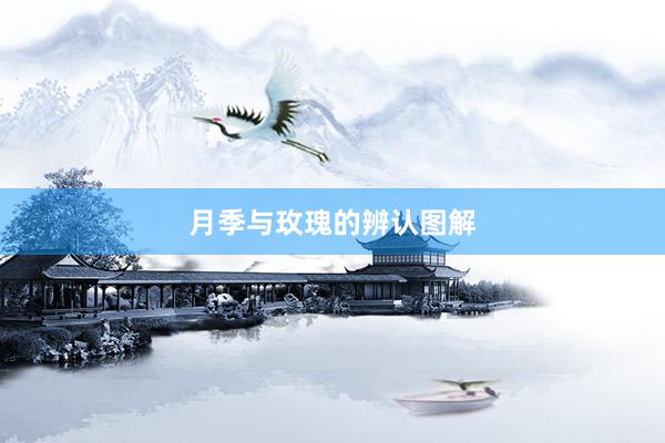 月季与玫瑰的辨认图解